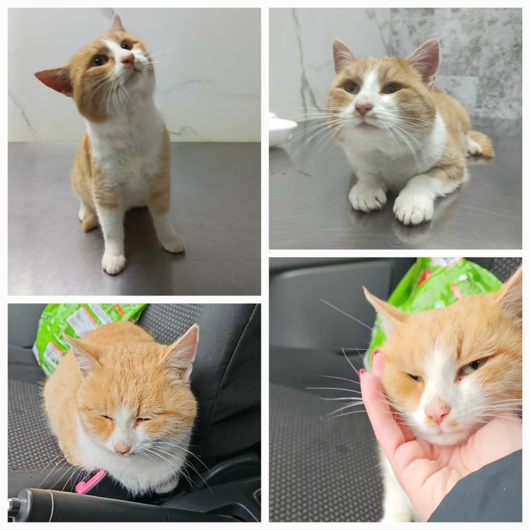 Найдена кошка в Казани — фото объявления