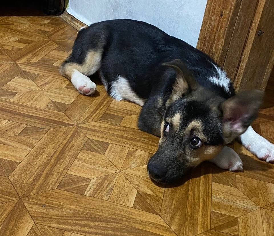 Найдена собака в Казани — фото объявления