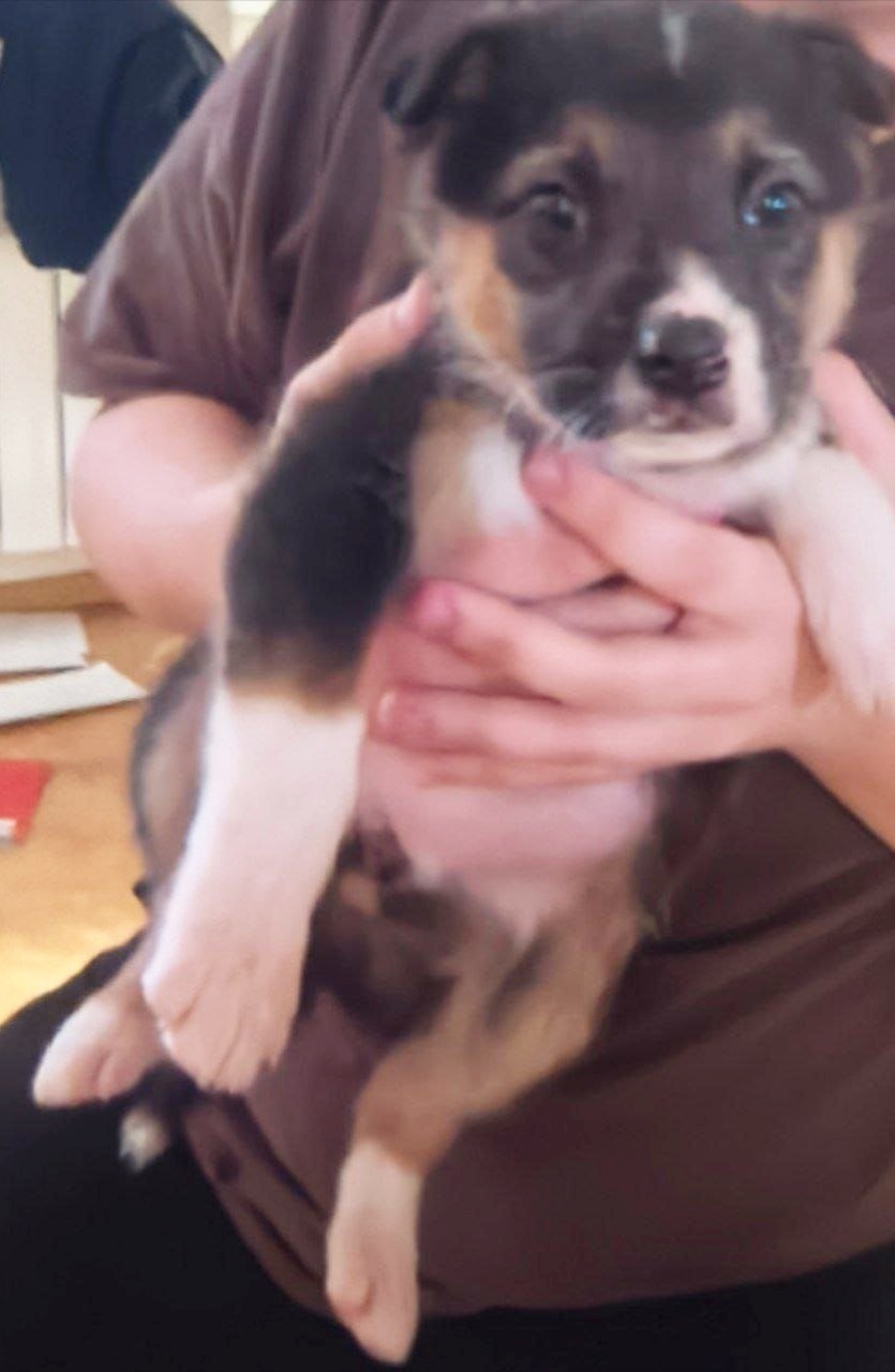 Найдена собака в Казани — фото объявления