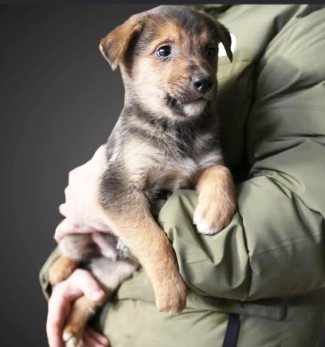 Найдена собака в Казани — фото объявления