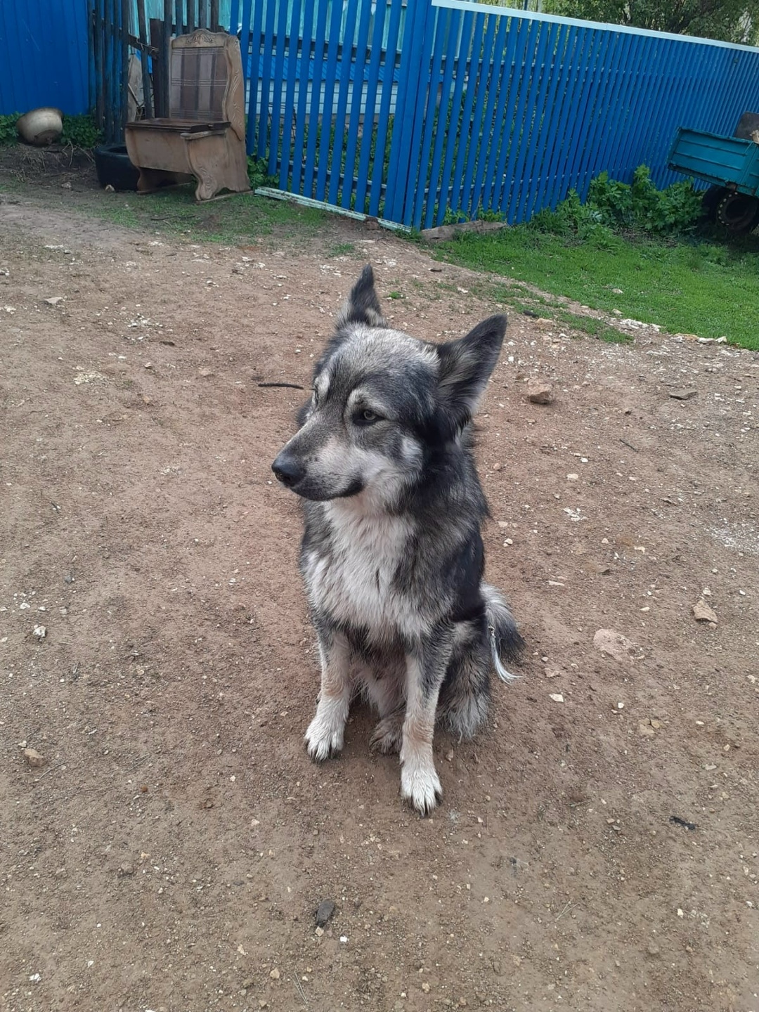 Пропала собака в Казани — фото объявления