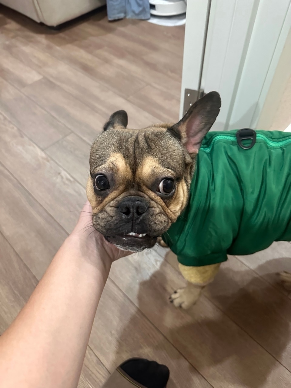 Найдена собака в Казани — фото объявления