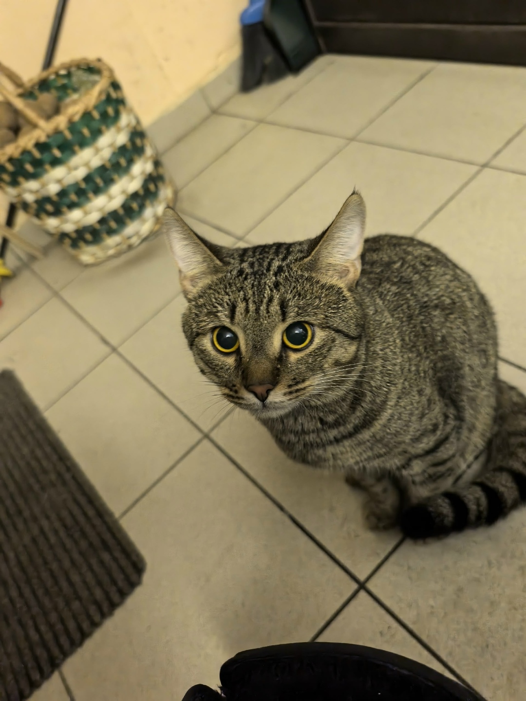 Найдена кошка в Казани — фото объявления