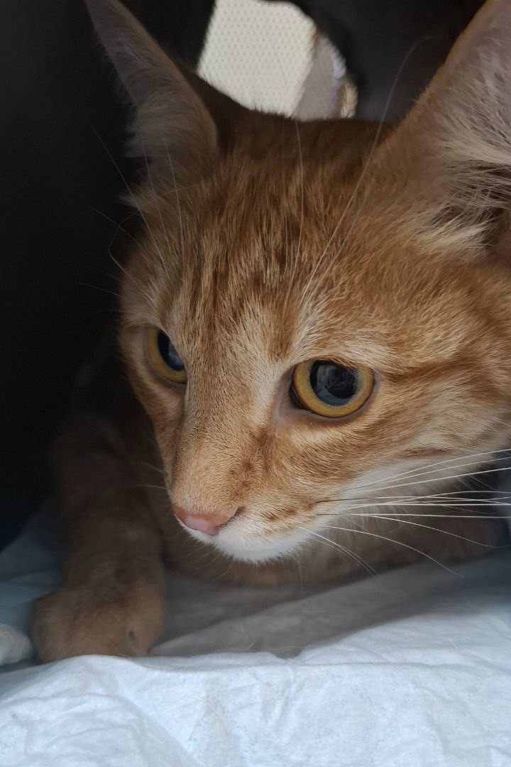 Найдена кошка в Казани — фото объявления