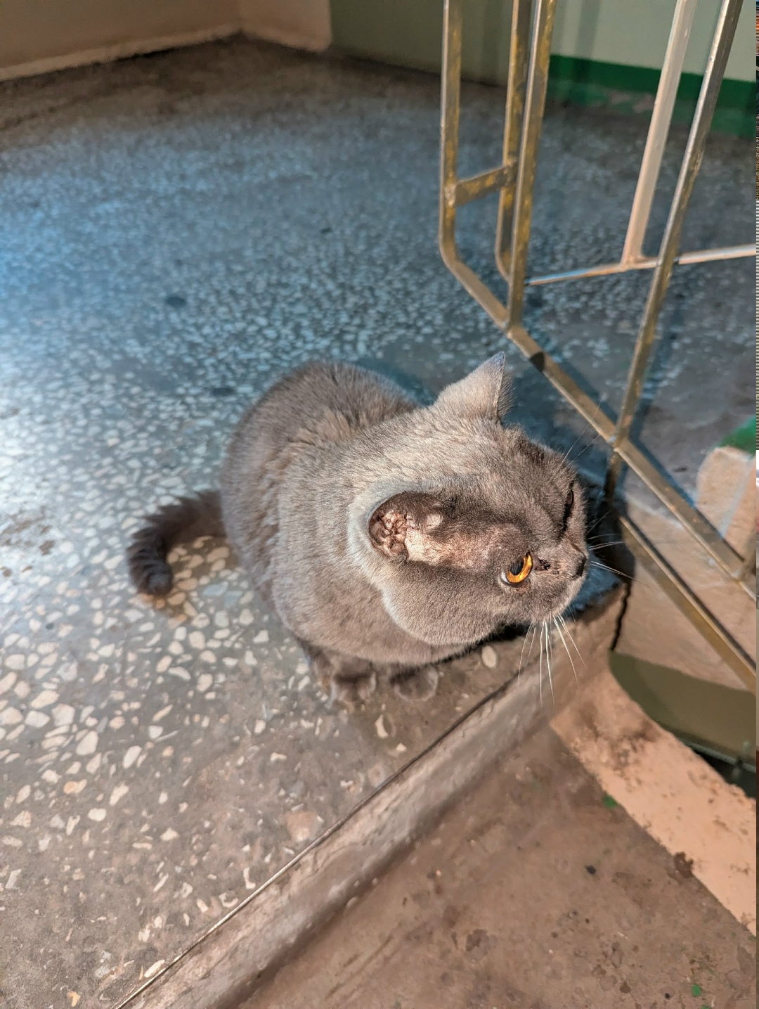 Найдена кошка в Казани — фото объявления