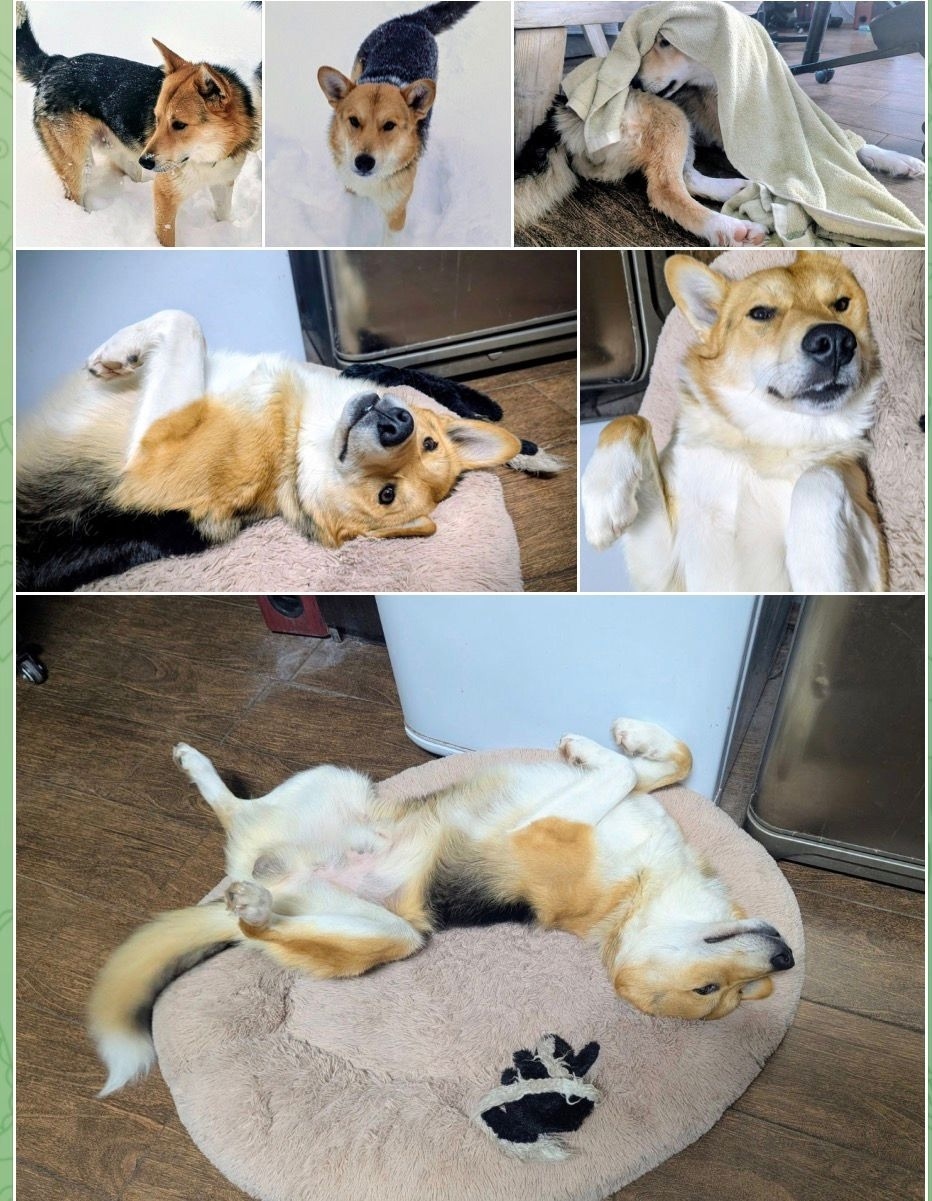 Найдена собака в Казани — фото объявления