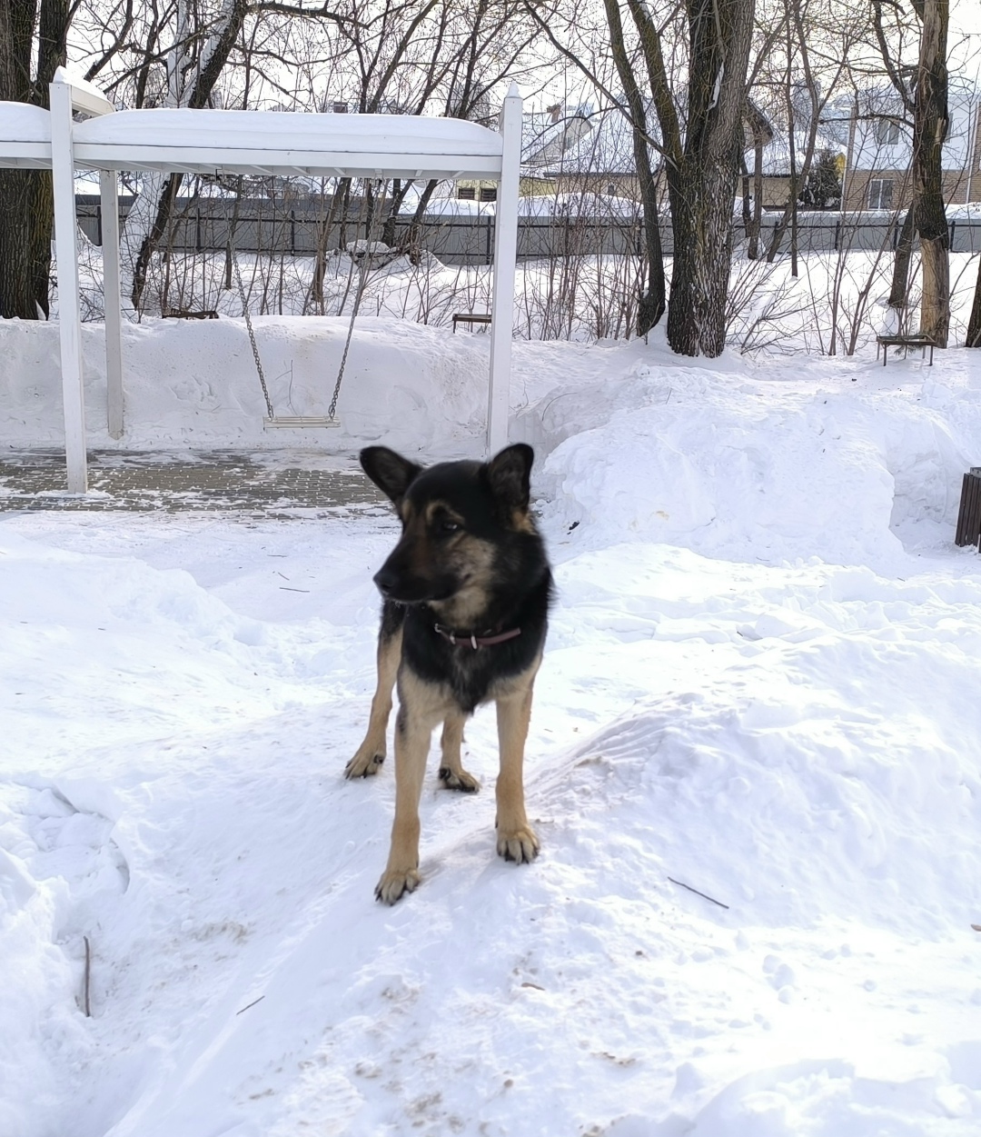 Найдена собака в Казани — фото объявления