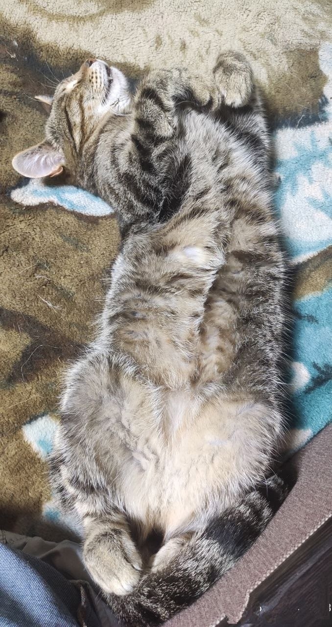 Найдена кошка в Казани — фото объявления