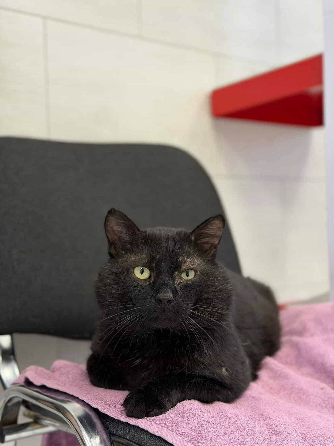 Найдена собака в Казани — фото объявления