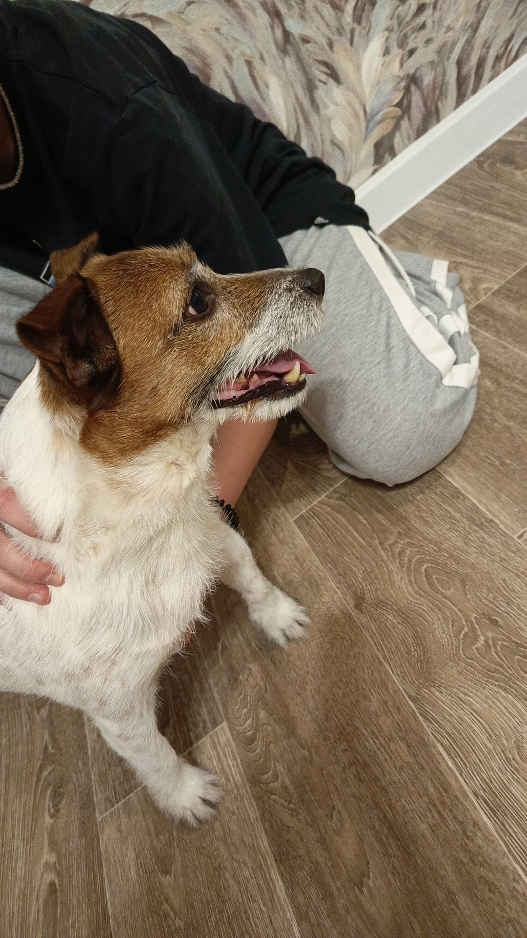 Найдена собака в Казани — фото объявления