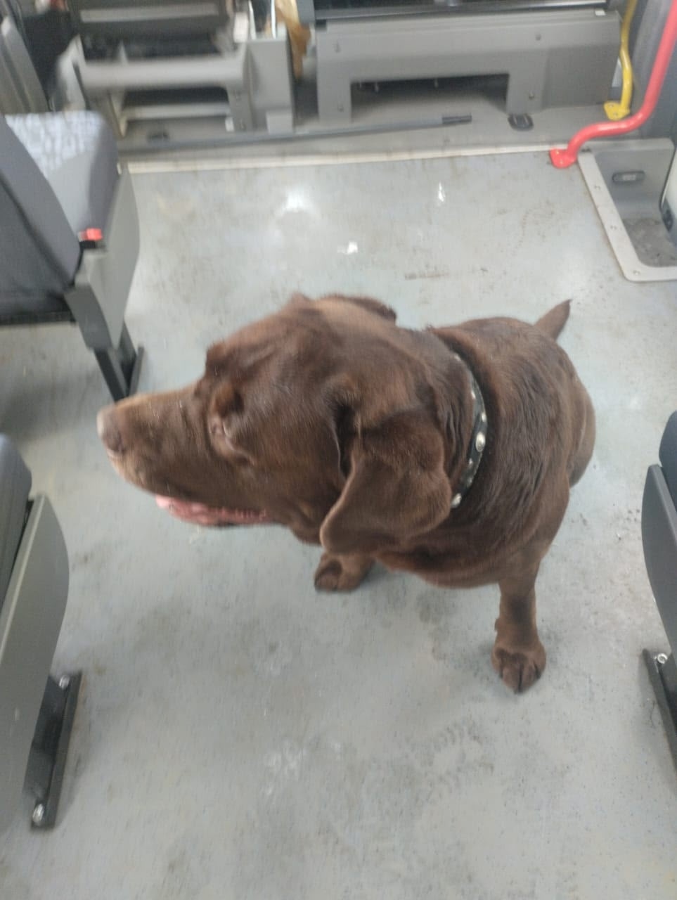 Найдена собака в Казани — фото объявления