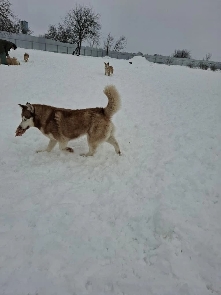 Найдена собака в Казани — фото объявления