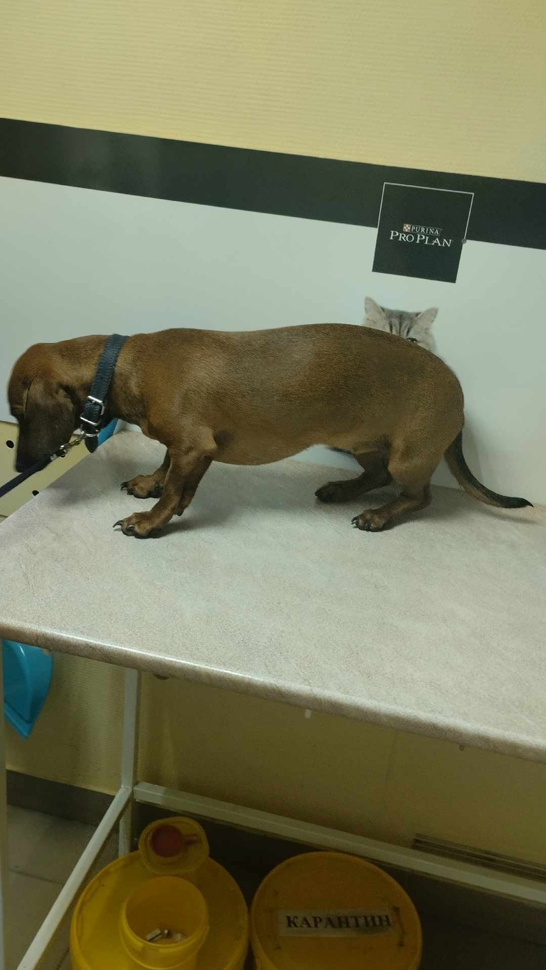 Найдена собака в Казани — фото объявления