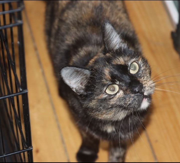 Найдена кошка в Казани — фото объявления