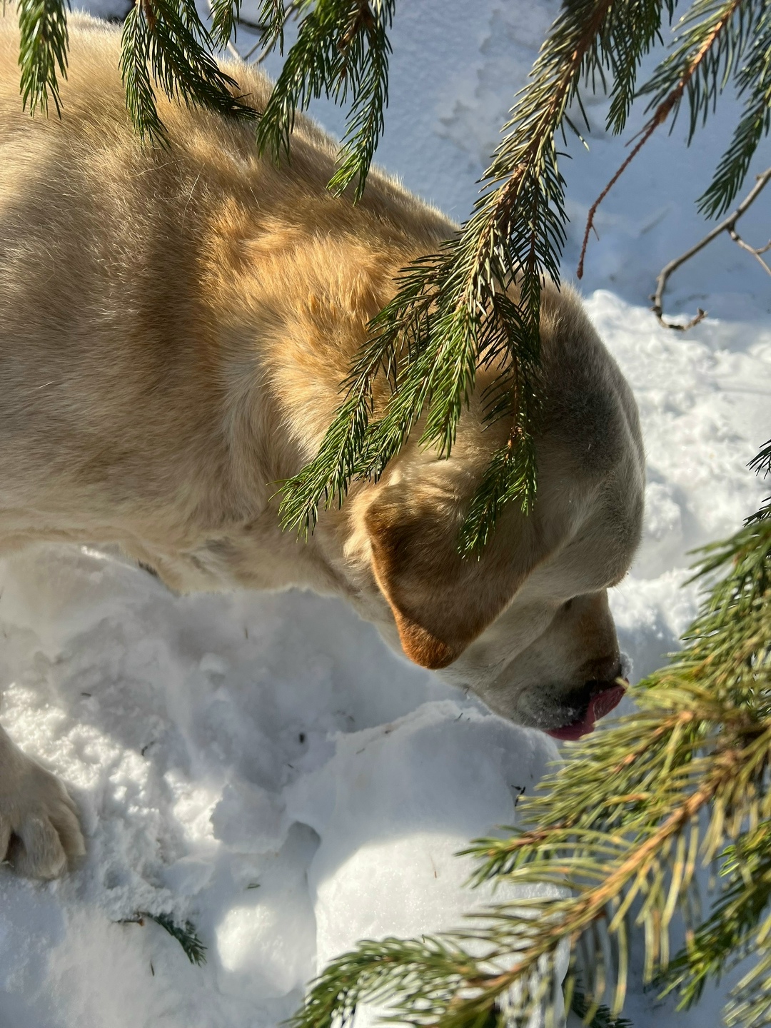Найдена собака в Казани — фото объявления