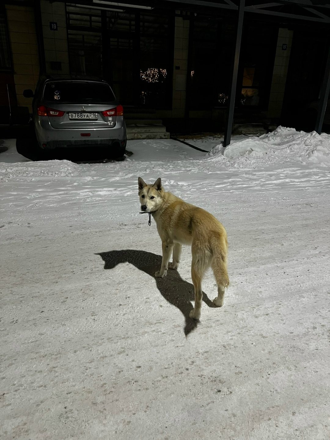 Найдена собака в Казани — фото объявления