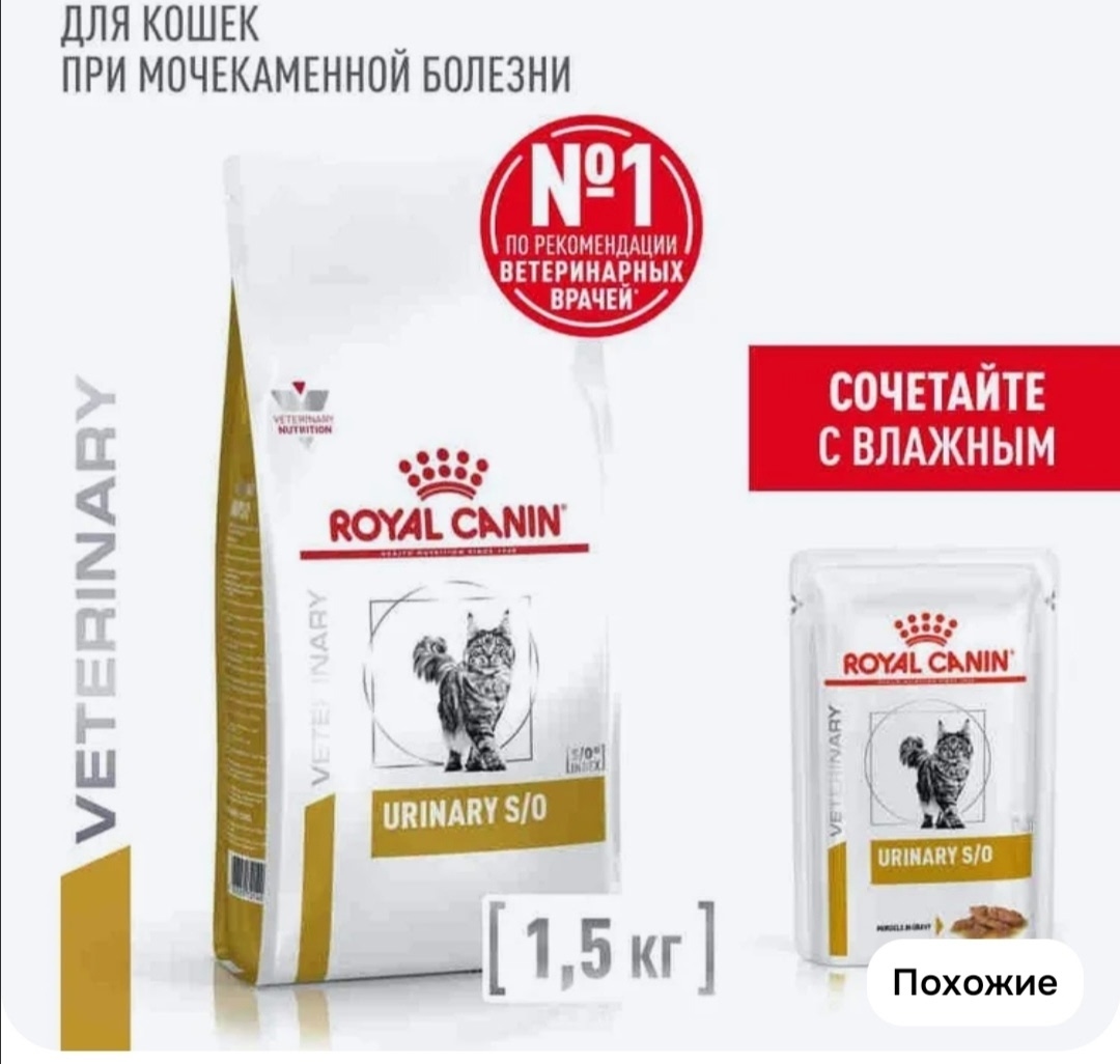 Найдена кошка в Казани — фото объявления