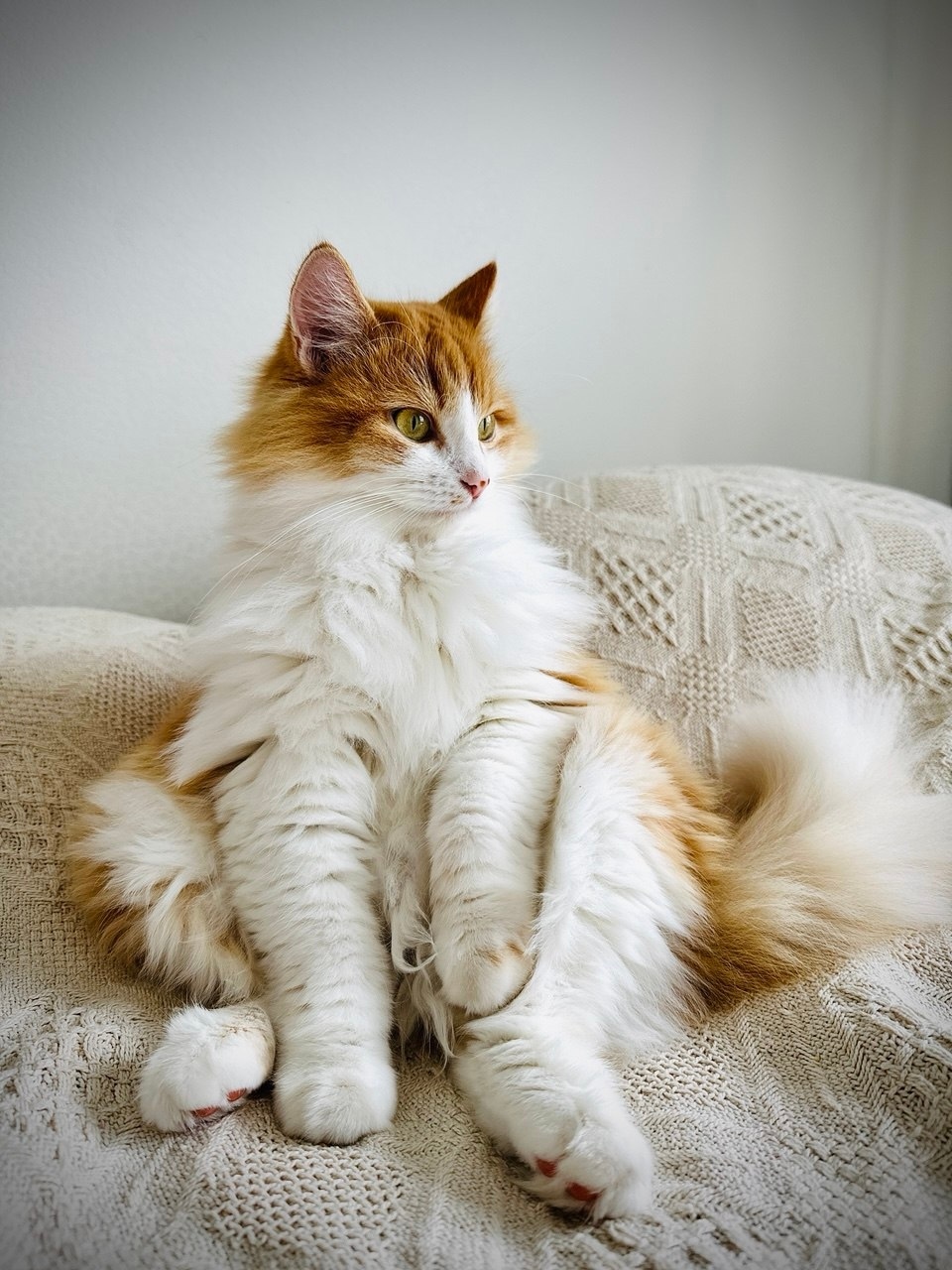 Пропала кошка в Казани — фото объявления