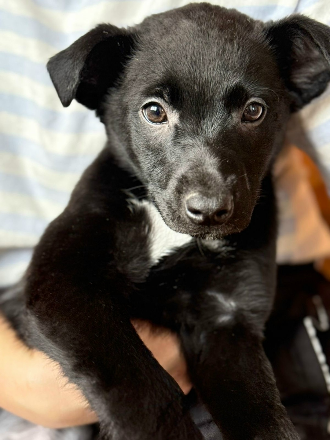 Найдена собака в Казани — фото объявления