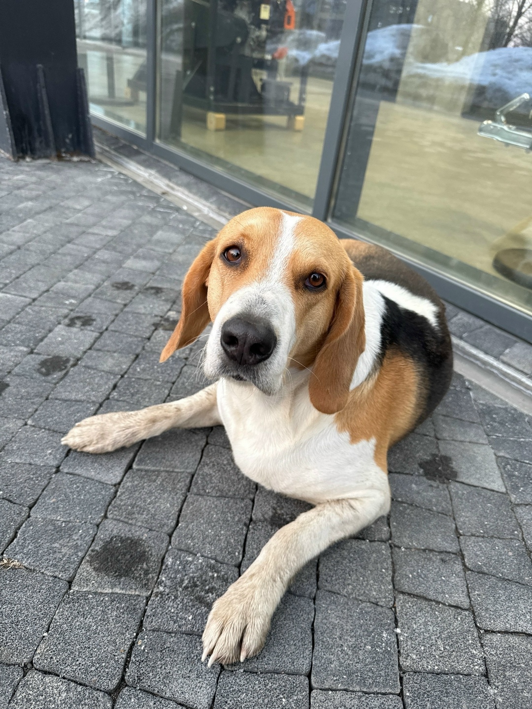 Найдена собака в Казани — фото объявления