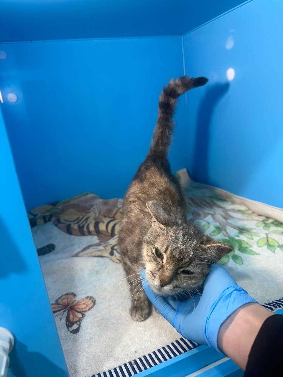 Найдена собака в Казани — фото объявления