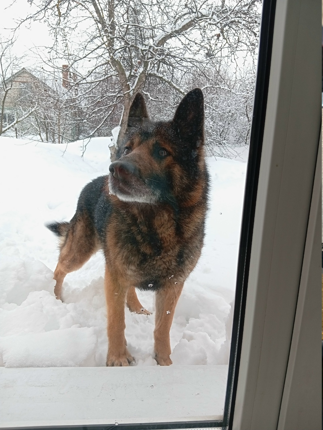 Пропала собака в Казани — фото объявления