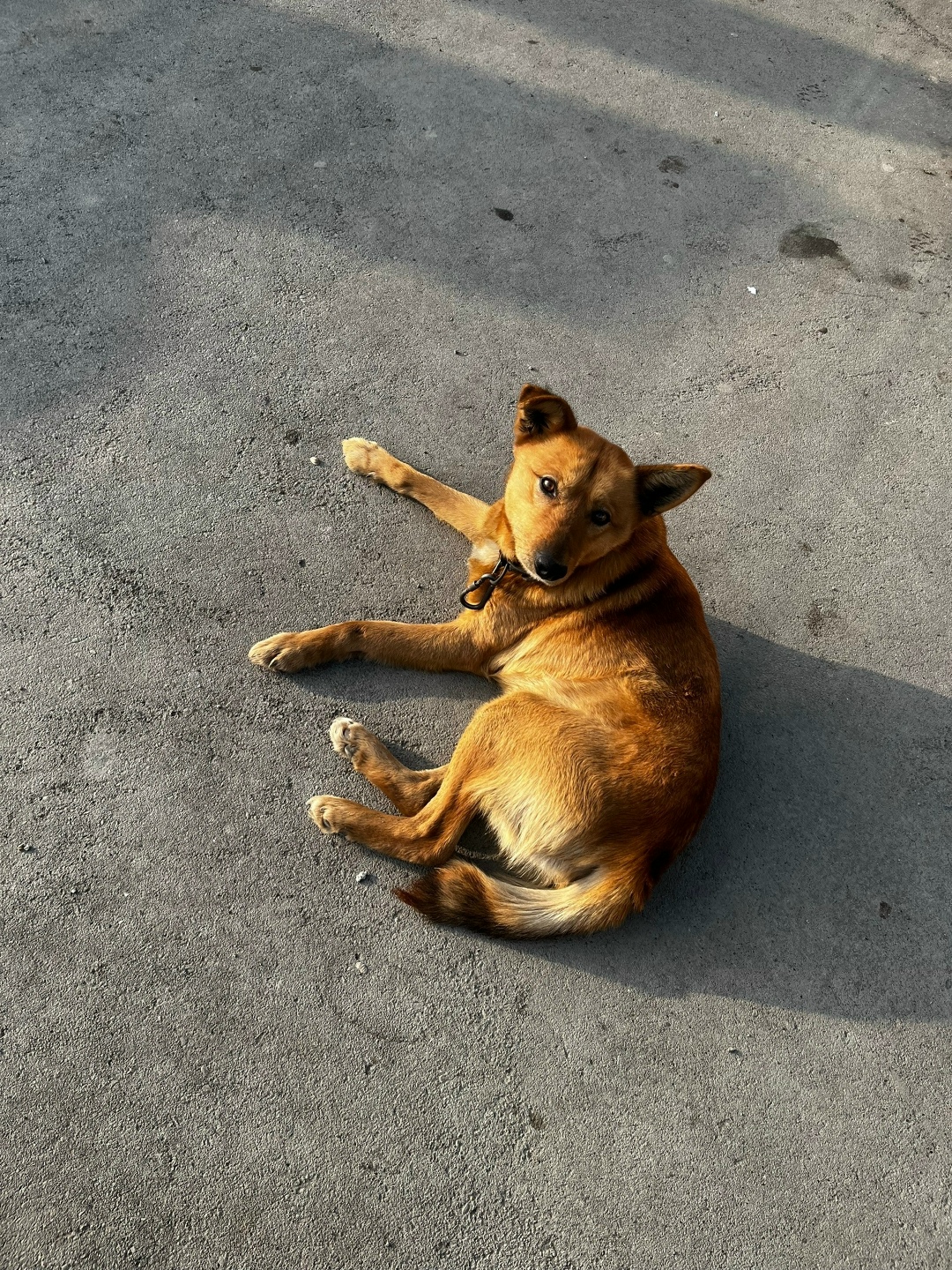 Пропала собака в Казани — фото объявления