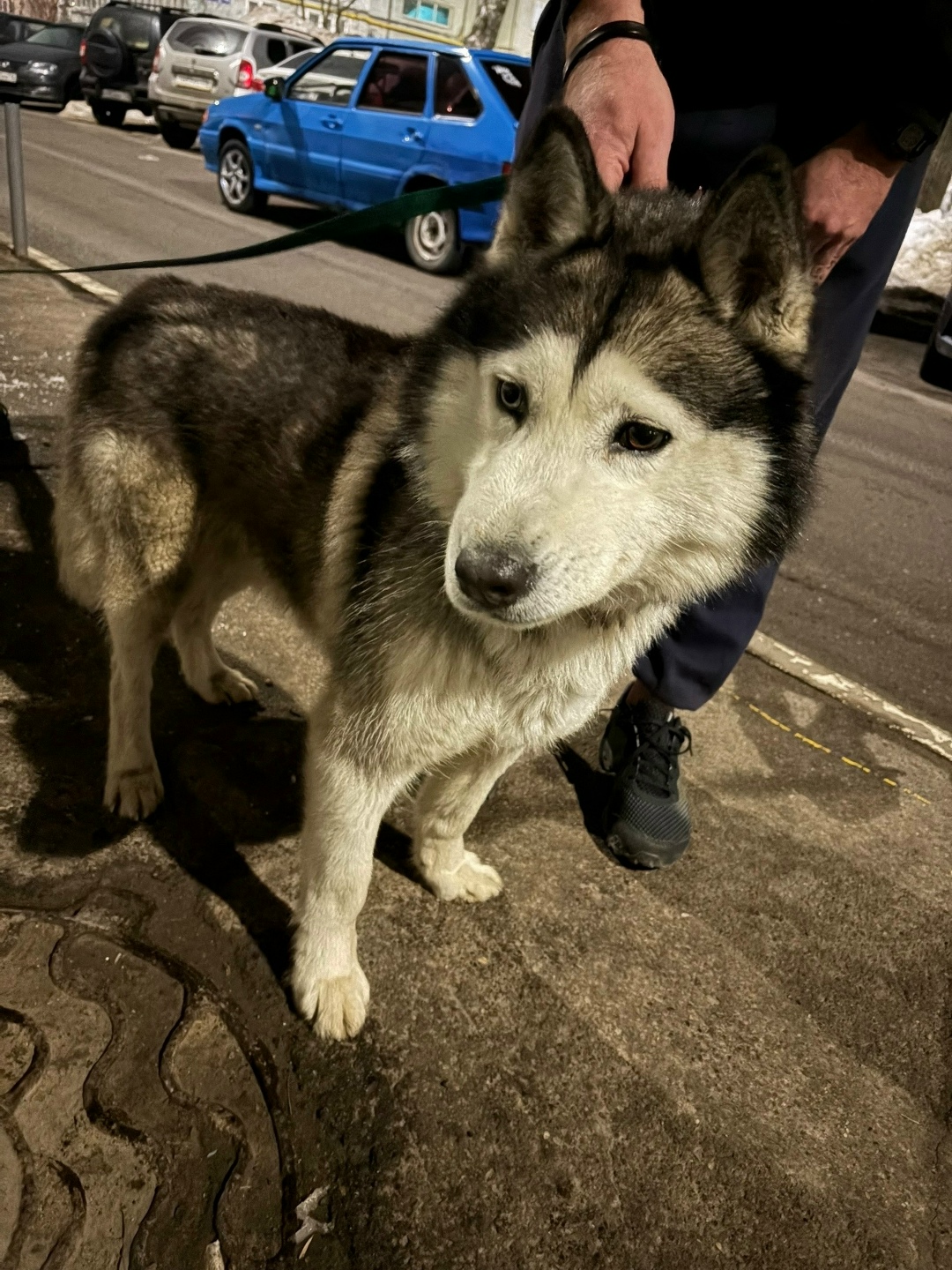 Найдена собака в Казани — фото объявления