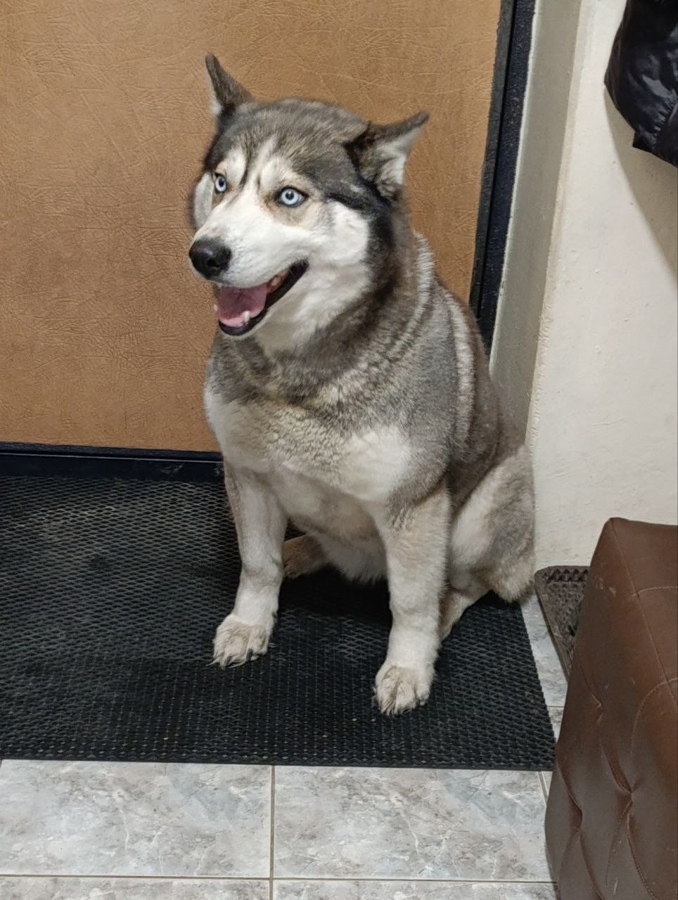 Найдена собака в Казани — фото объявления