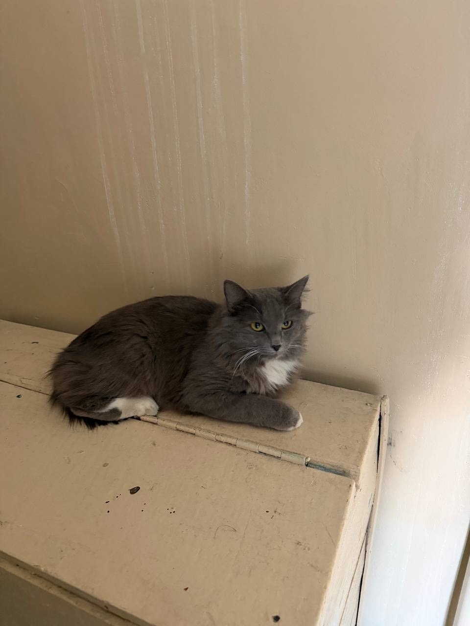 Найдена кошка в Казани — фото объявления