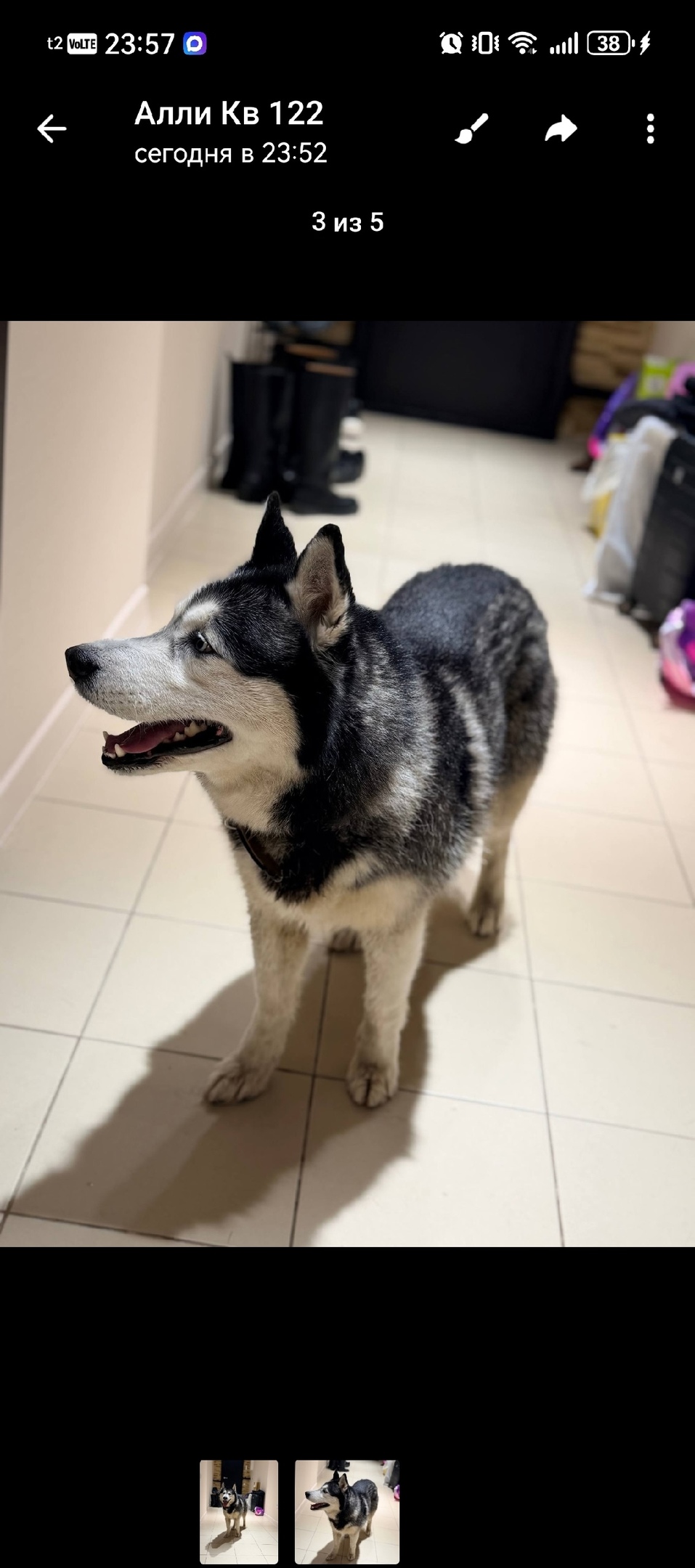 Найдена собака в Казани — фото объявления