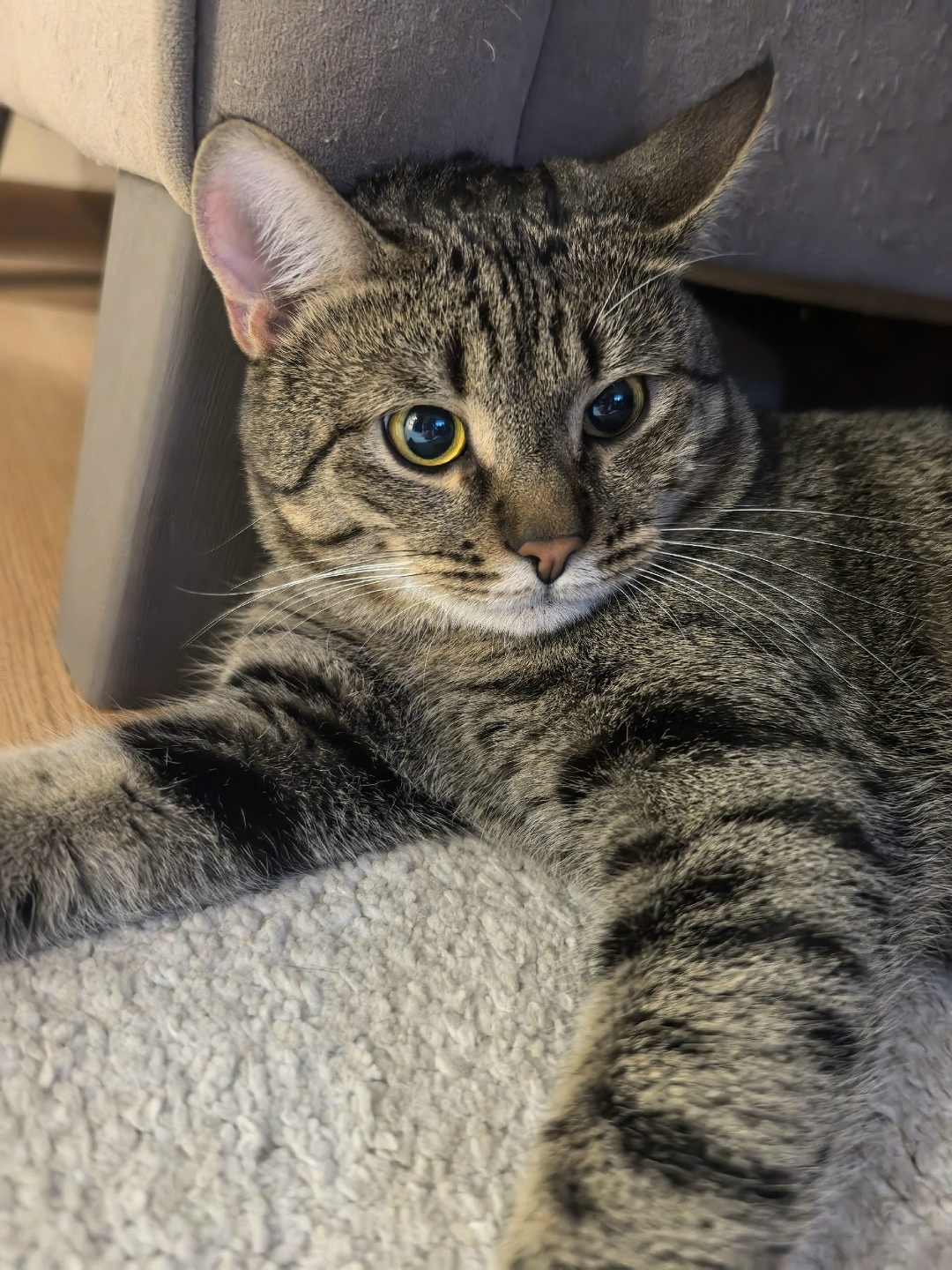 Найдена кошка в Казани — фото объявления