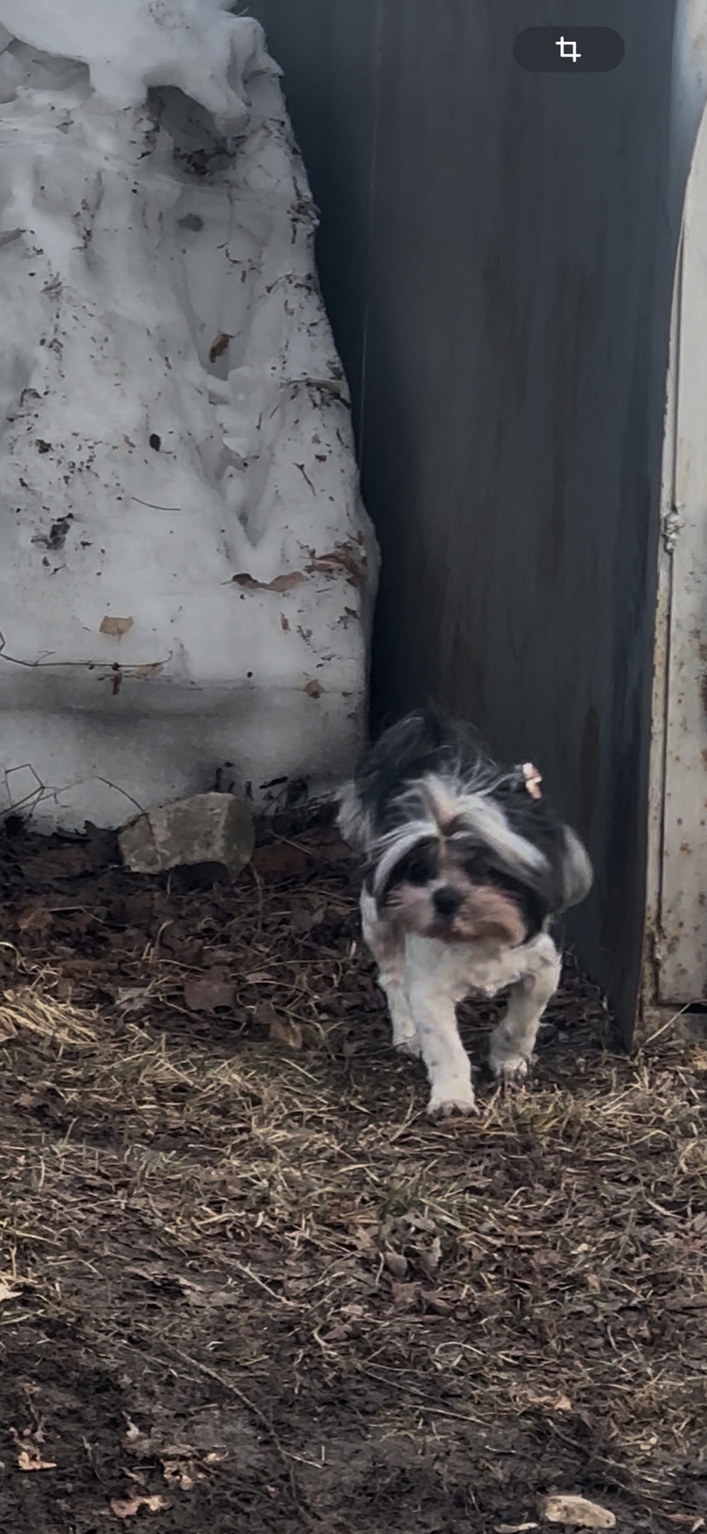 Пропала собака в Казани — фото объявления