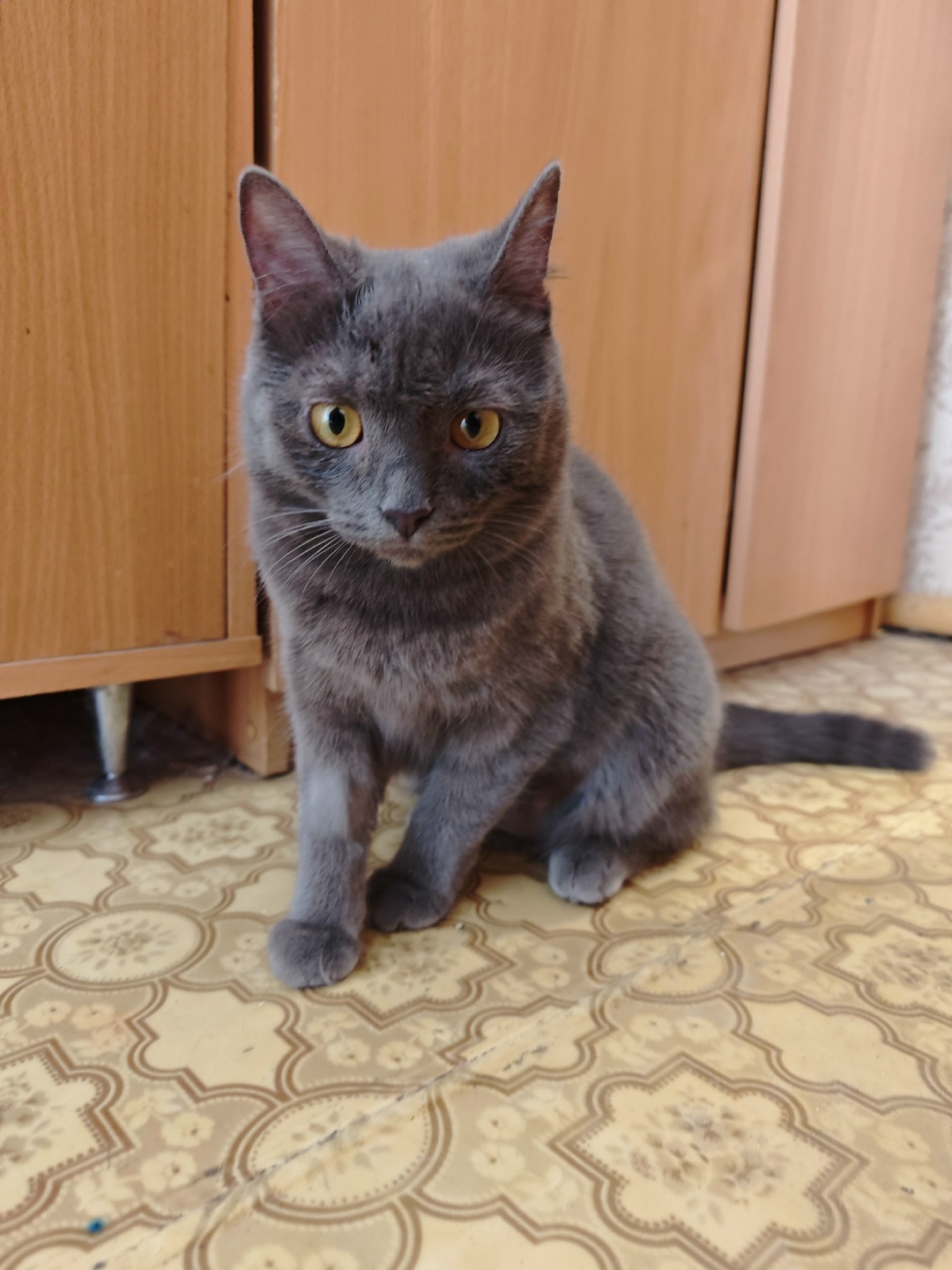 Найдена кошка в Казани — фото объявления