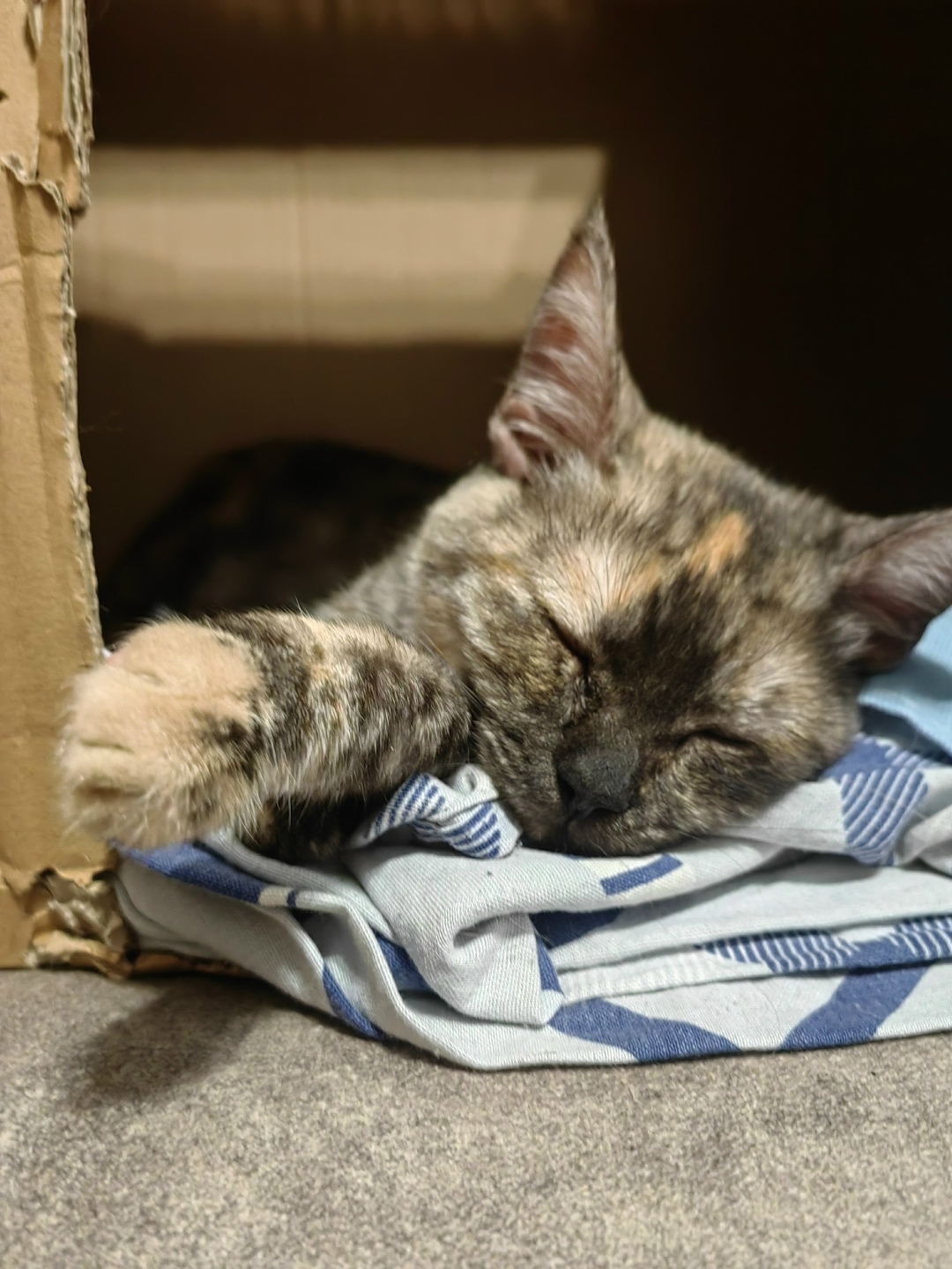 Найдена кошка в Казани — фото объявления