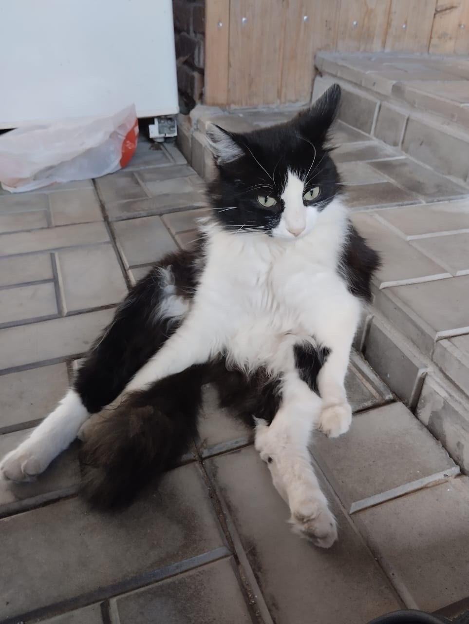 Пропала кошка в Казани — фото объявления