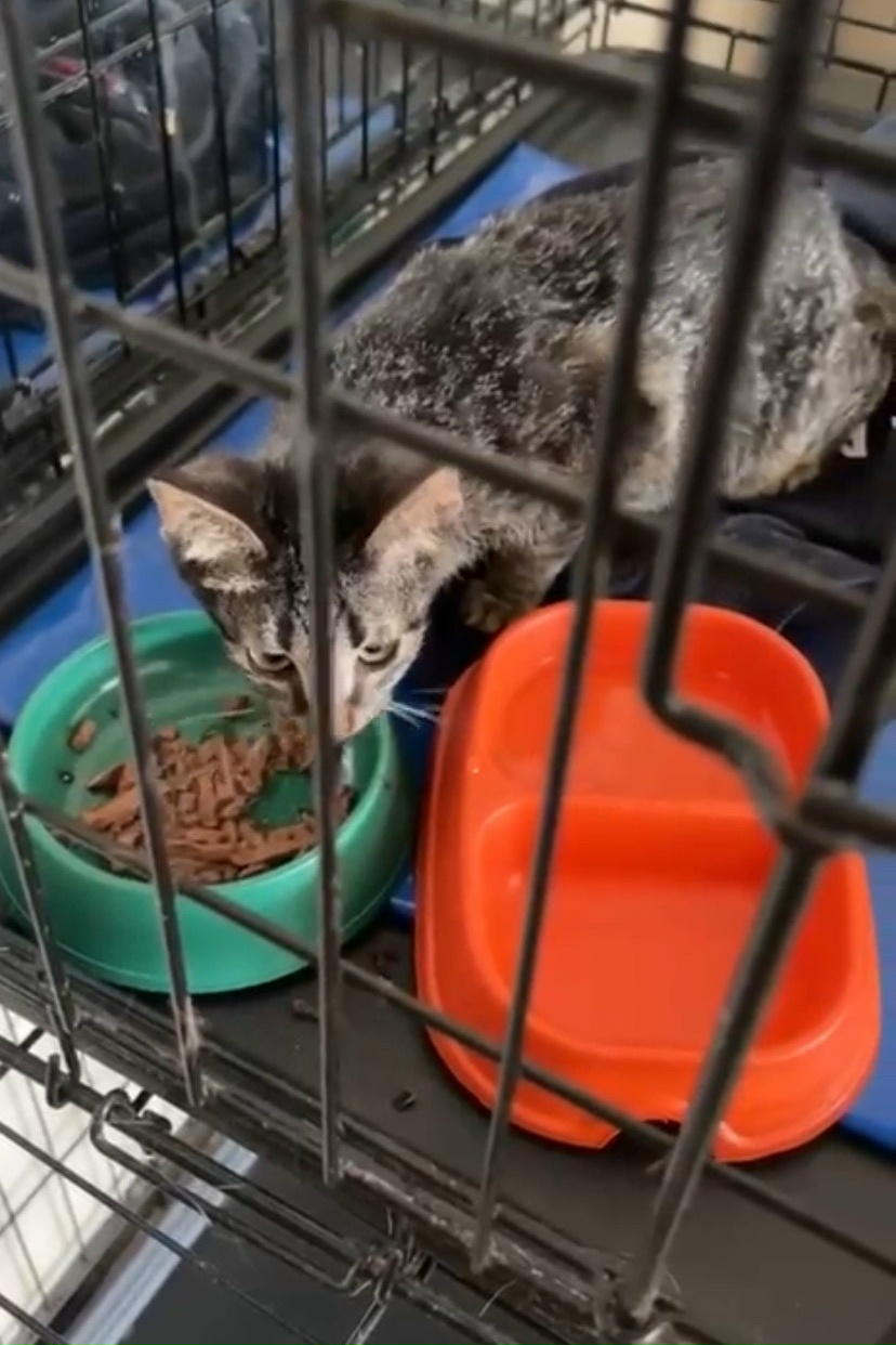 Найдена собака в Казани — фото объявления