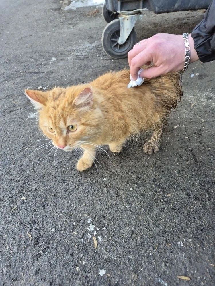 Найдена кошка в Казани — фото объявления