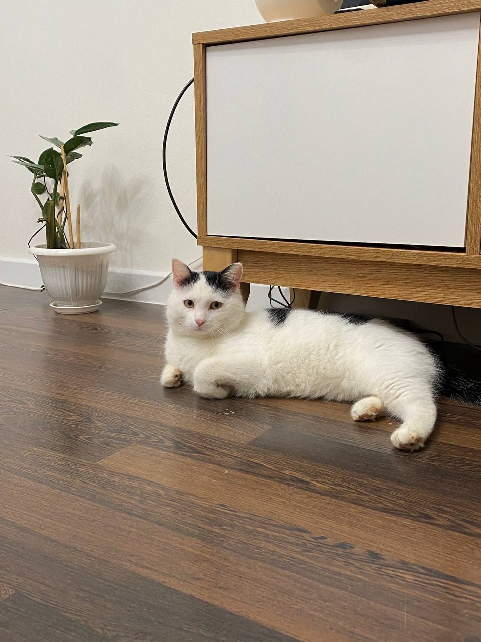 Найдена кошка в Казани — фото объявления