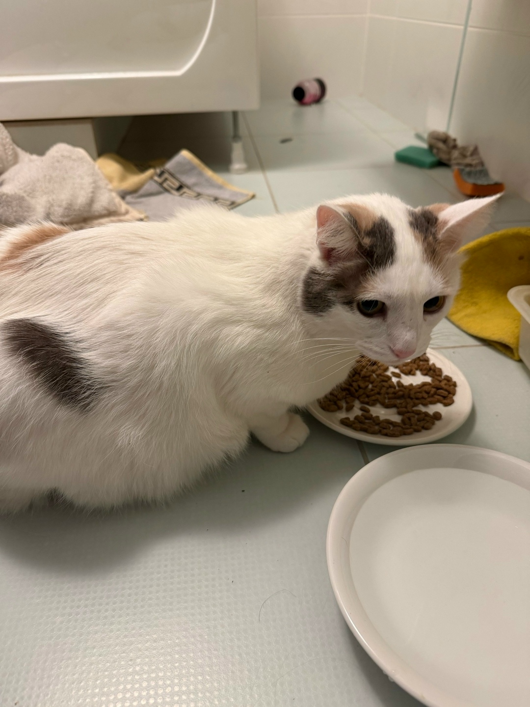 Найдена кошка в Казани — фото объявления