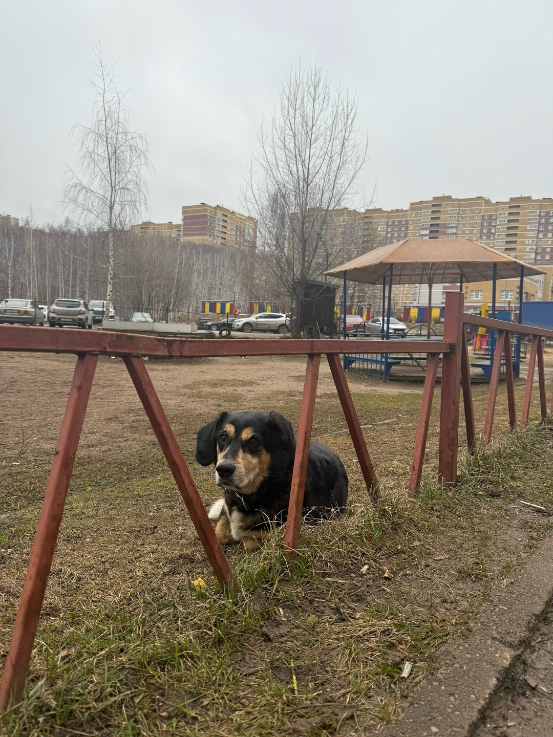 Найдена собака в Казани — фото объявления