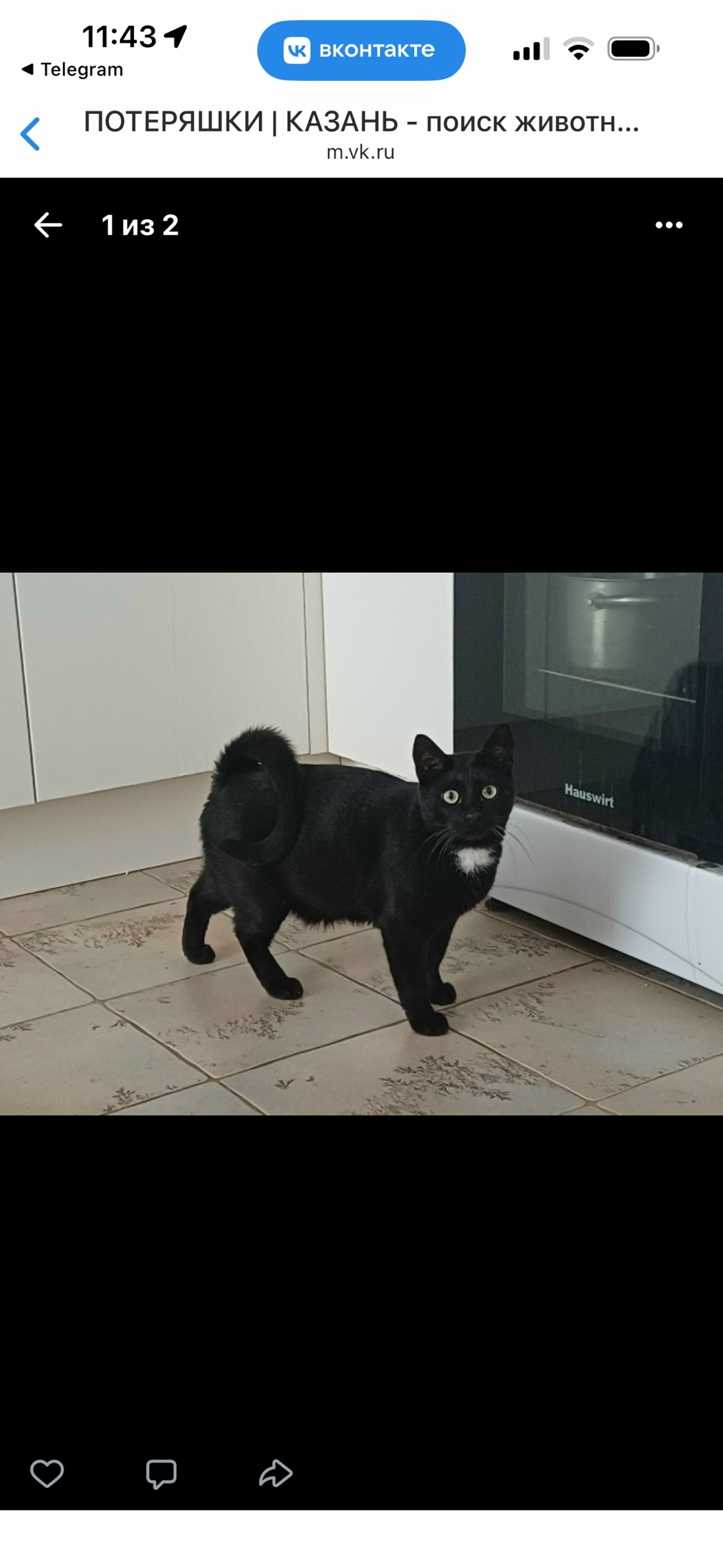 Пропала кошка в Казани — фото объявления
