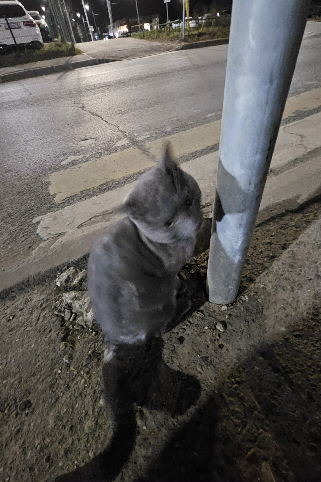 Найдена кошка в Казани — фото объявления