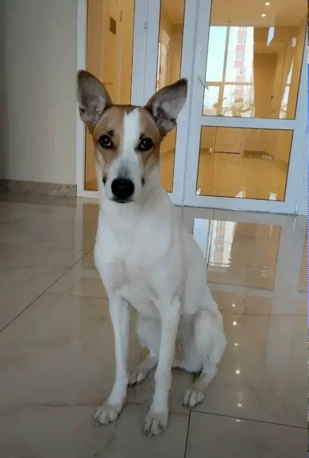 Пропала собака в Казани — фото объявления