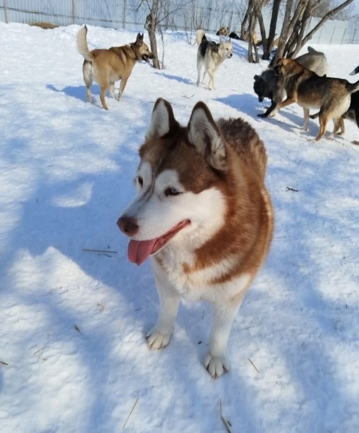 Найдена собака в Казани — фото объявления