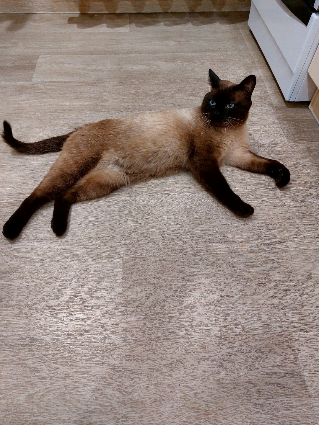 Найдена кошка в Казани — фото объявления