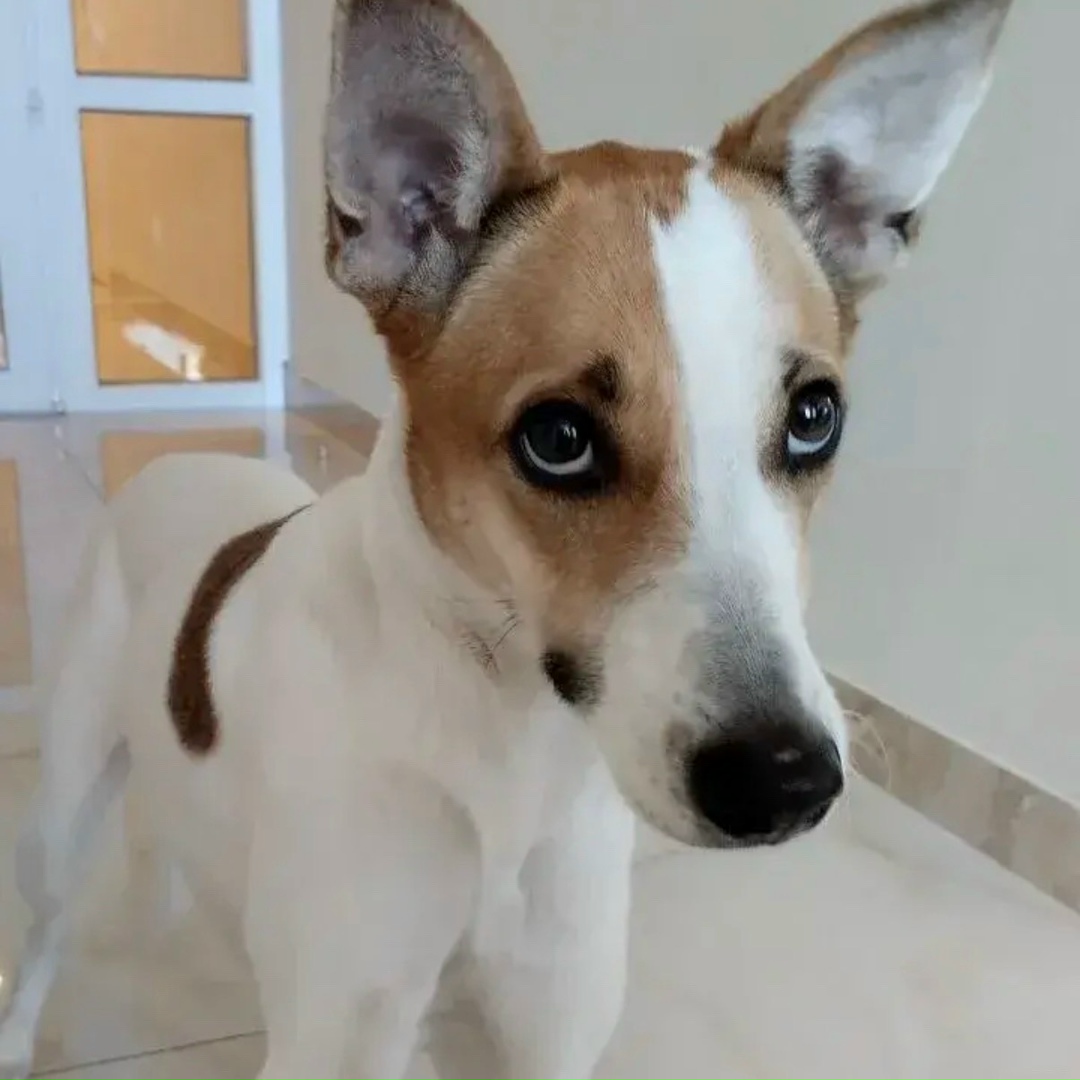 Пропала собака в Казани — фото объявления