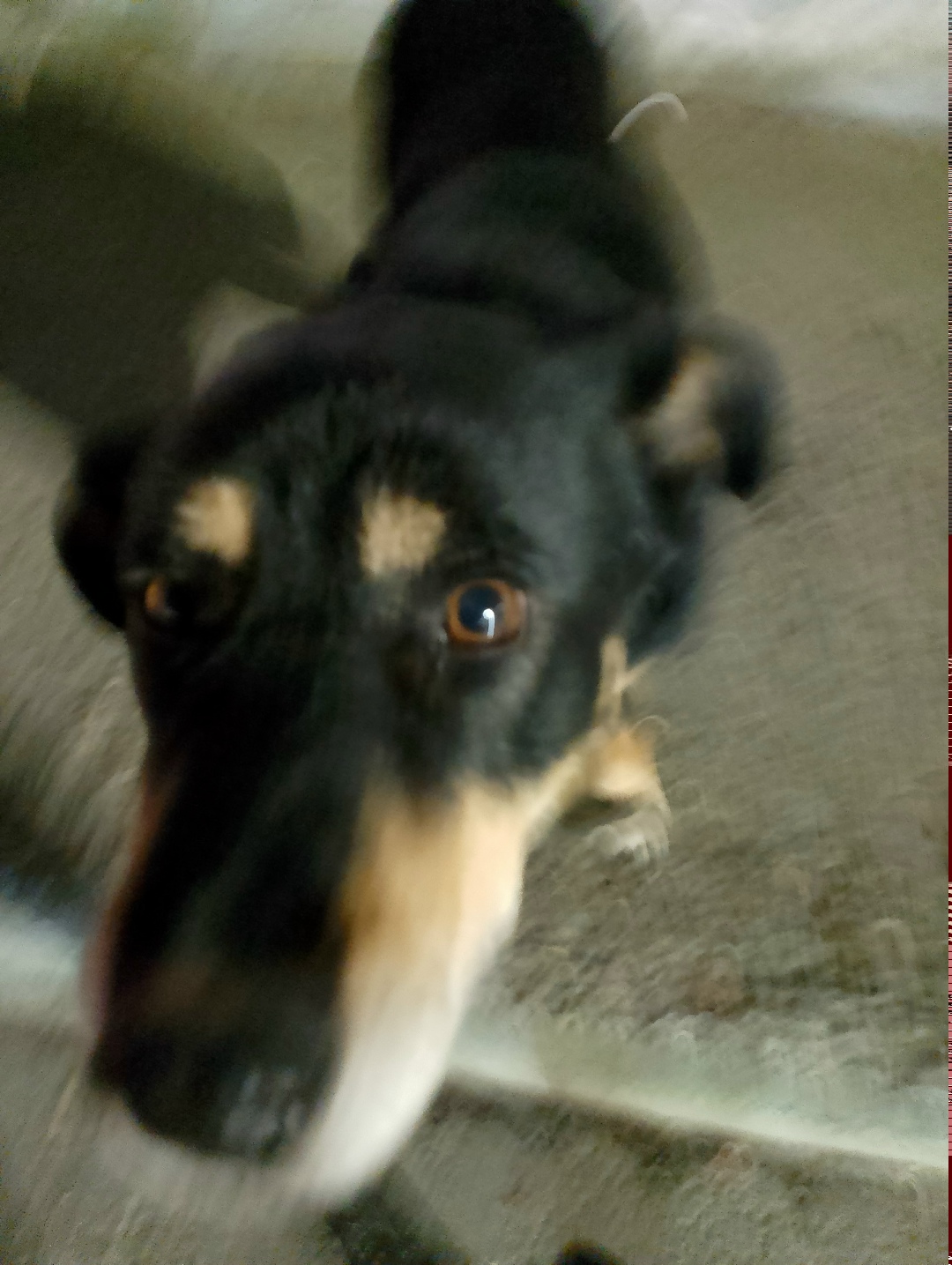 Пропала собака в Казани — фото объявления