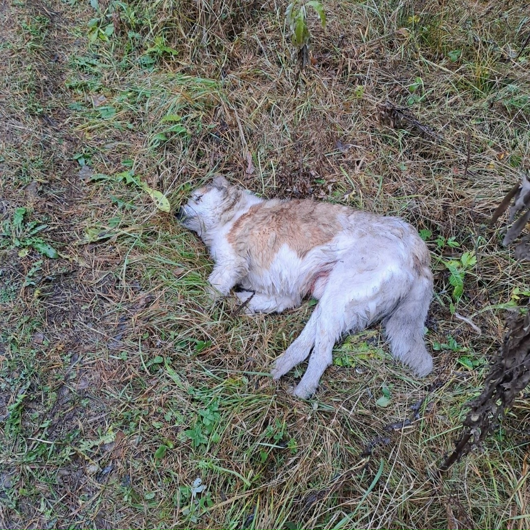 Найдена собака в Казани — фото объявления