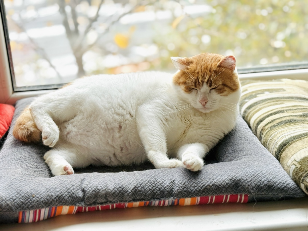 Найдена собака в Казани — фото объявления